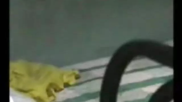 પોર્ન ઓનલાઇન કોઈ નોંધણી હિન્દી સેક્સી ઇમેજ ભારતીય,