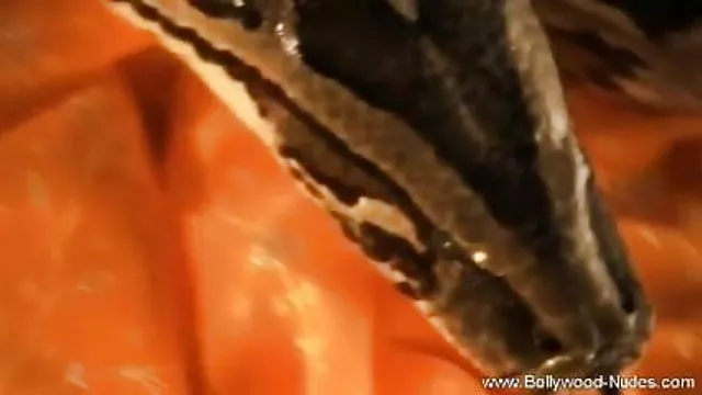 પોર્ન ઓનલાઇન કોઈ નોંધણી ભારતીય અંગ્રેજી ચિત્ર વિડિઓ માં સાપ મનમોહક અને ડાન્સર