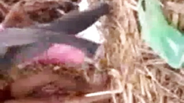 પોર્ન ઓનલાઇન કોઈ નોંધણી હોટ પોર્ન ફિલ્મ હિન્દી છોકરી સાથે તેના ક્ષેત્રમાં