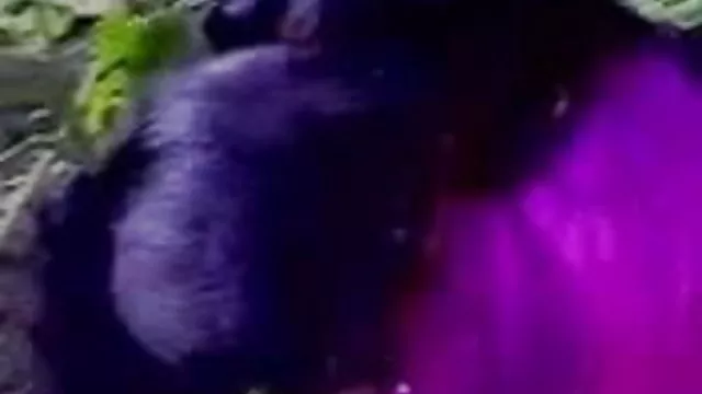 પોર્ન ઓનલાઇન કોઈ નોંધણી કલાપ્રેમી મુક્ત સેક્સ વિડિઓ ભારતીય,