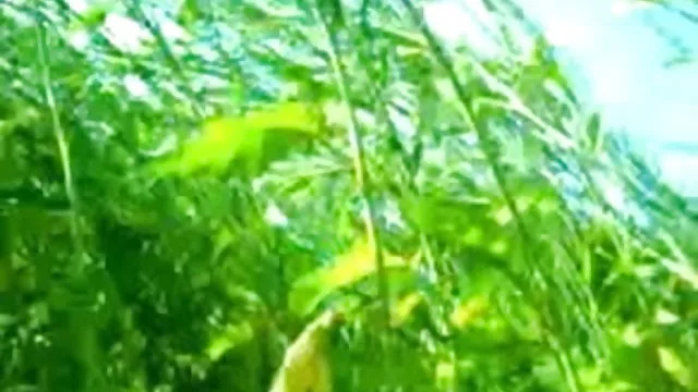 પોર્ન ઓનલાઇન કોઈ નોંધણી દંપતી હિન્દી માં વન